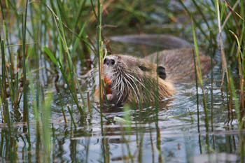 Faune des marais<br>NIKON D4, 700 mm, 1000 ISO,  1/1250 sec,  f : 5.6 